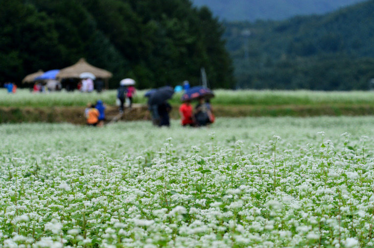 韓國優(yōu)秀慶典之平昌“孝石文化節(jié)”