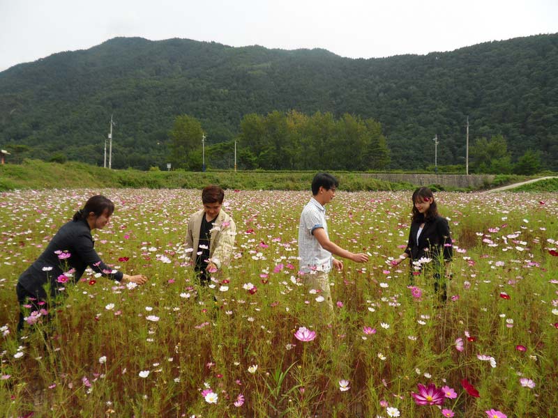 平昌石頭公園大波斯菊盛開(kāi)吸引游客