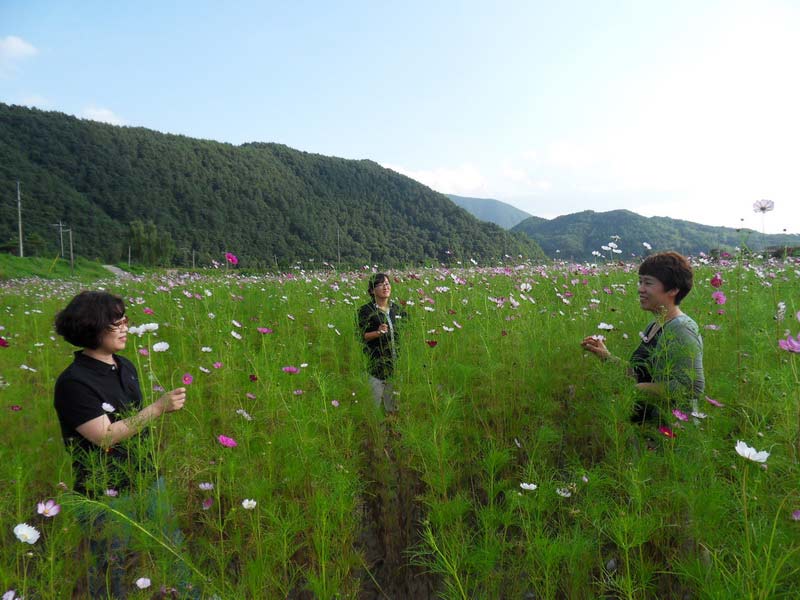 平昌石頭公園大波斯菊盛開吸引游客