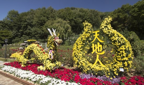 愛(ài)寶樂(lè)園舉辦菊花大賽 粉紅色紫色菊花引注目（組圖）