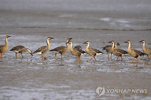 疊翠流金 層林盡染【組圖】