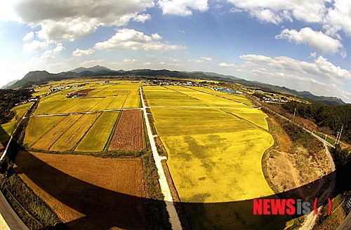 疊翠流金 層林盡染【組圖】