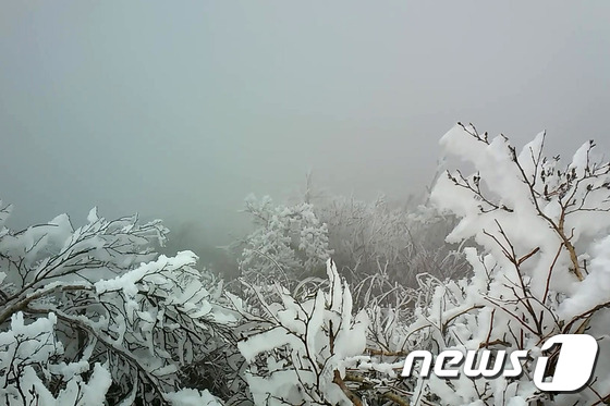 韓國(guó)雪岳山現(xiàn)“樹(shù)掛”奇景【組圖】