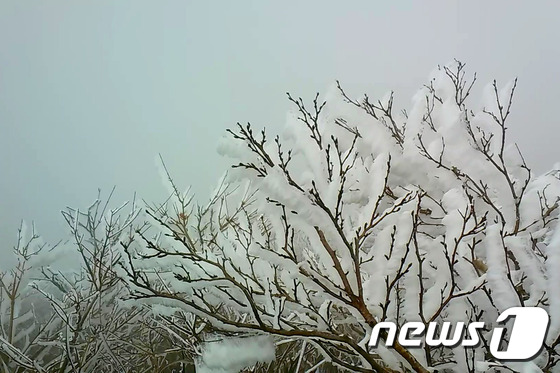 韓國雪岳山現(xiàn)“樹掛”奇景【組圖】