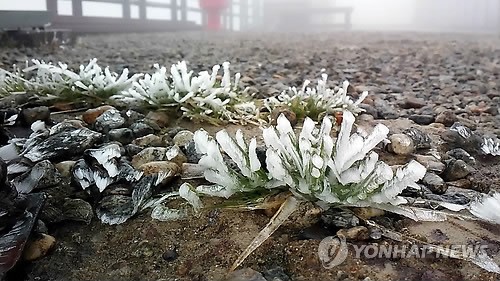 韓國雪岳山現“樹掛”奇景【組圖】