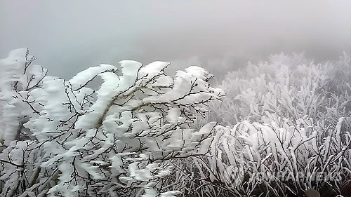 韓國(guó)雪岳山現(xiàn)“樹掛”奇景【組圖】