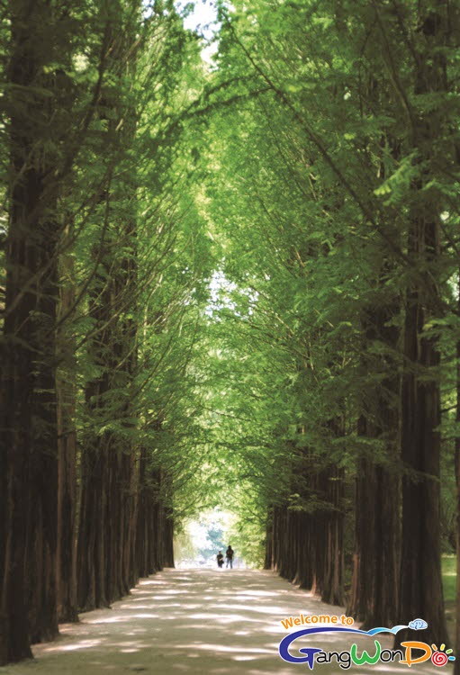 南怡島的水杉林蔭大道（照片提供： 江原道廳，江原道觀光照片征集作品展）