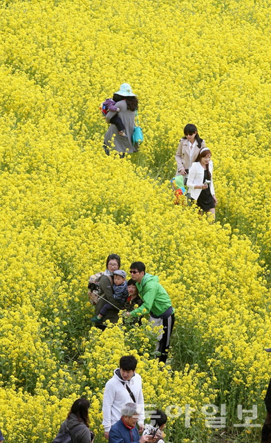 釜山油菜花慶典迎游人 金黃色花海惹人醉【組圖】