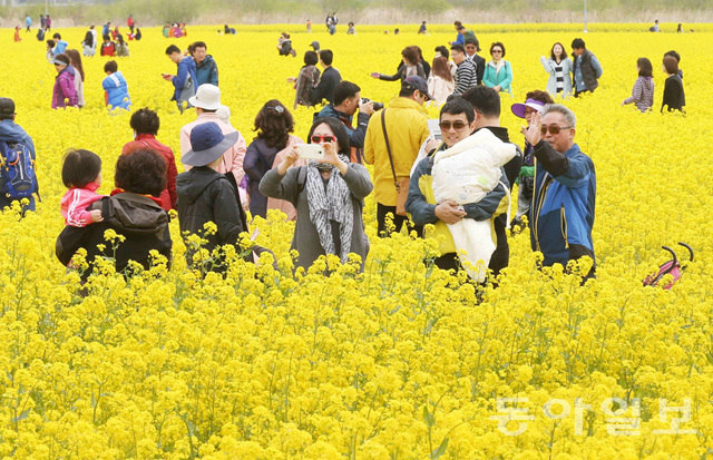 釜山油菜花慶典迎游人 金黃色花海惹人醉【組圖】