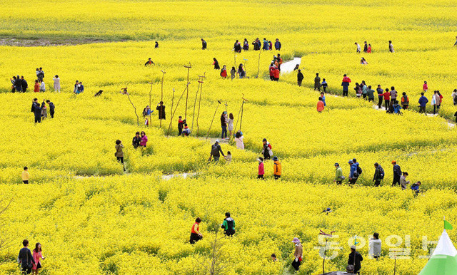 釜山油菜花慶典迎游人 金黃色花海惹人醉【組圖】