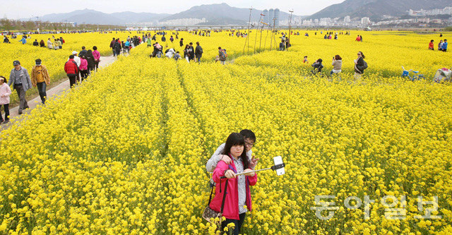 釜山油菜花慶典迎游人 金黃色花海惹人醉【組圖】