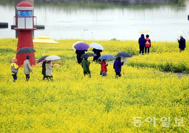 韓國(guó)：榮山江邊降春雨 游人雨中賞花怡然自得【組圖】