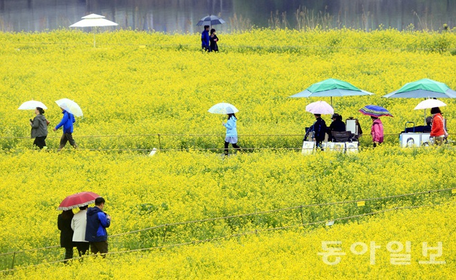 韓國：榮山江邊降春雨 游人雨中賞花怡然自得【組圖】