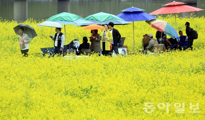 韓國：榮山江邊降春雨 游人雨中賞花怡然自得【組圖】