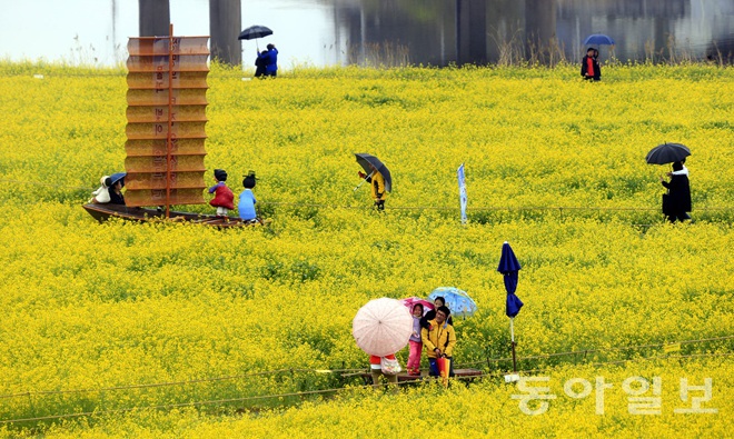 韓國：榮山江邊降春雨 游人雨中賞花怡然自得【組圖】