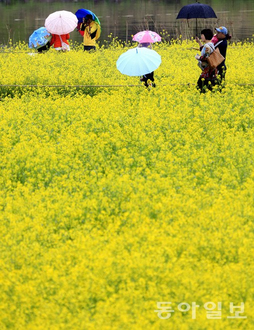 韓國(guó)：榮山江邊降春雨 游人雨中賞花怡然自得【組圖】