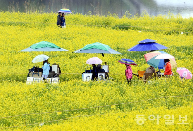 韓國：榮山江邊降春雨 游人雨中賞花怡然自得【組圖】