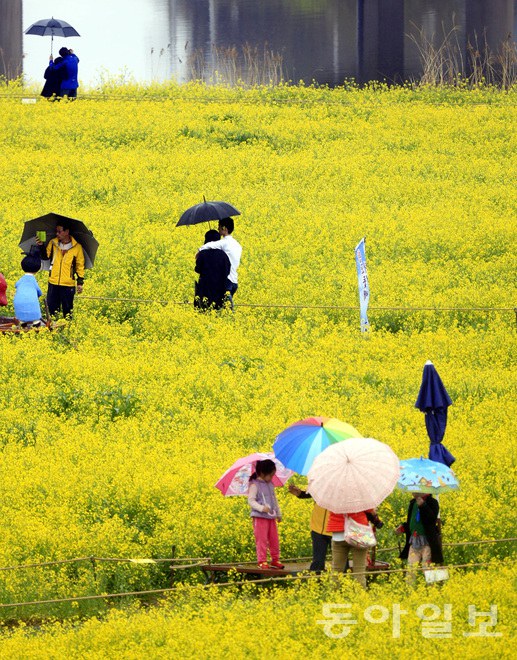 韓國(guó)：榮山江邊降春雨 游人雨中賞花怡然自得【組圖】