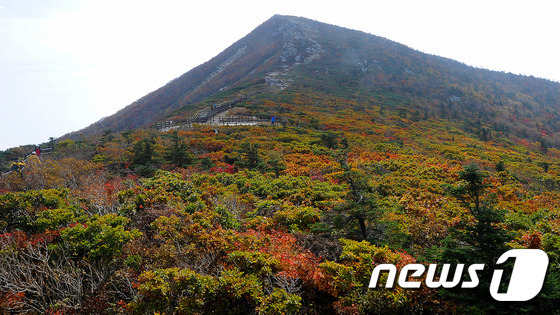 雪岳山中青一帶已經(jīng)被楓葉染紅 ( 圖片來(lái)源：News1)