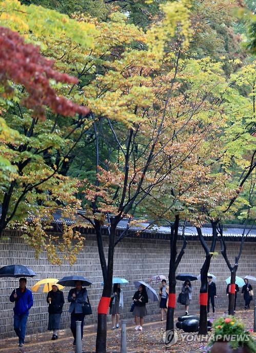 韓國(guó)首爾地區(qū)迎來(lái)秋雨 楓葉美景秋意更濃【組圖】