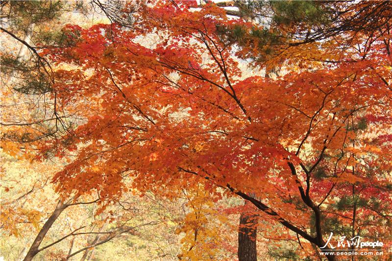 走進朝鮮妙香山-普賢寺-高麗成均館（組圖）