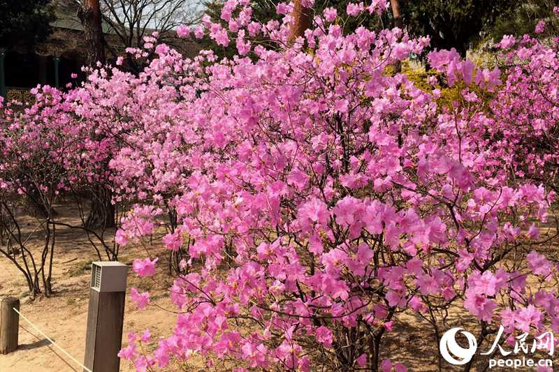 德壽宮內(nèi)的杜鵑花（成碩 攝）