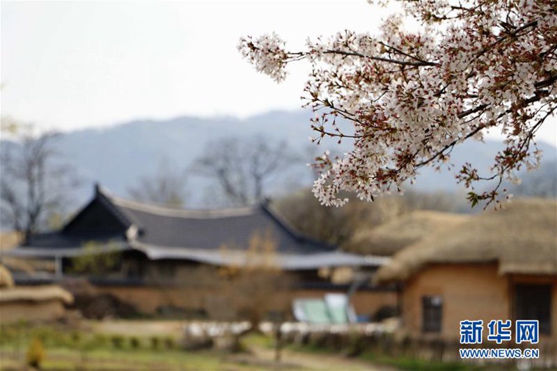 這是4月12日在韓國安東拍攝的河回村風(fēng)光。