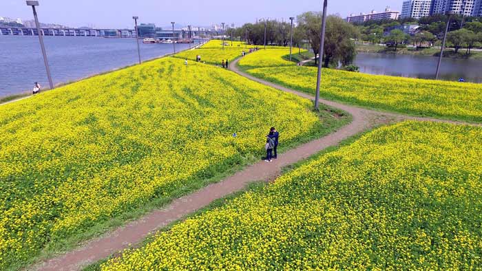 韓國(guó)漢江邊油菜花盛開 市民拍照散步享受黃色浪漫（組圖）