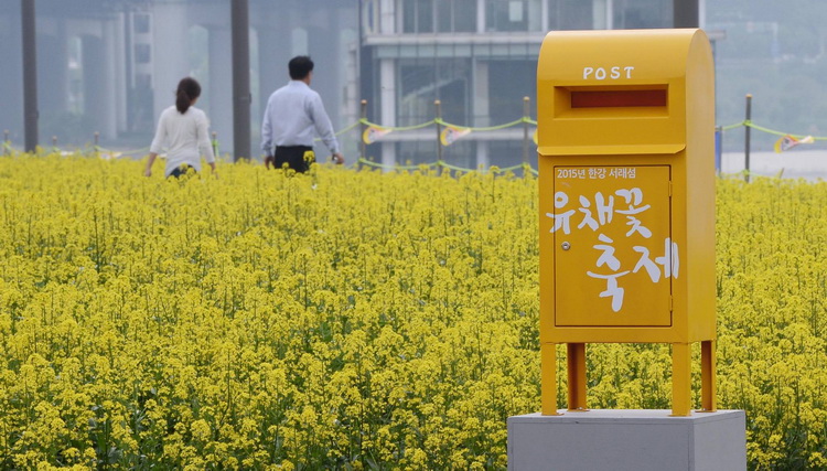 韓國漢江邊油菜花盛開 市民拍照散步享受黃色浪漫（組圖）