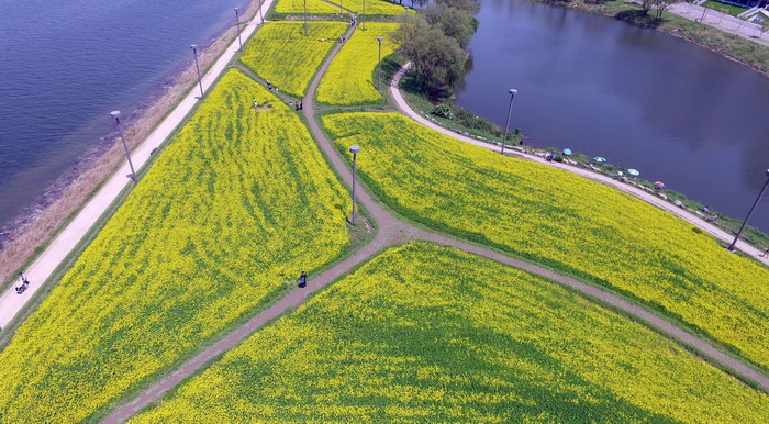 韓國(guó)漢江邊油菜花盛開(kāi) 市民拍照散步享受黃色浪漫（組圖）