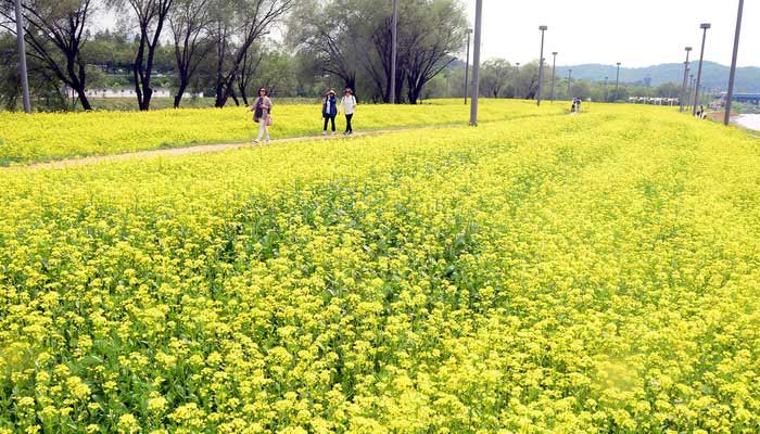 韓國漢江邊油菜花盛開 市民拍照散步享受黃色浪漫（組圖）