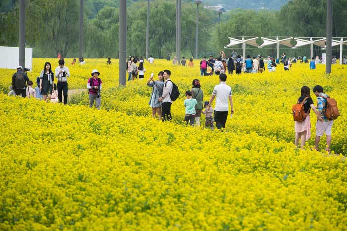 韓國(guó)漢江邊油菜花盛開(kāi) 市民拍照散步享受黃色浪漫（組圖）