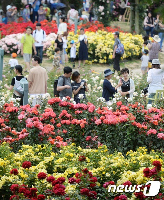 首爾大公園舉辦玫瑰節(jié)慶典 顯忠日假期感受玫瑰浪漫情懷【組圖】