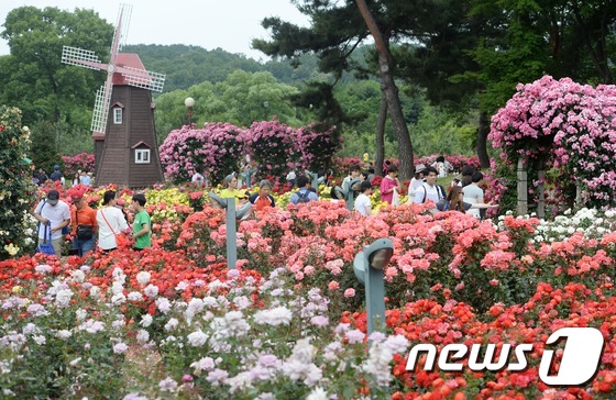 首爾大公園舉辦玫瑰節(jié)慶典 顯忠日假期感受玫瑰浪漫情懷【組圖】