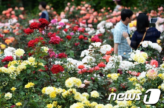 首爾大公園舉辦玫瑰節(jié)慶典 顯忠日假期感受玫瑰浪漫情懷【組圖】