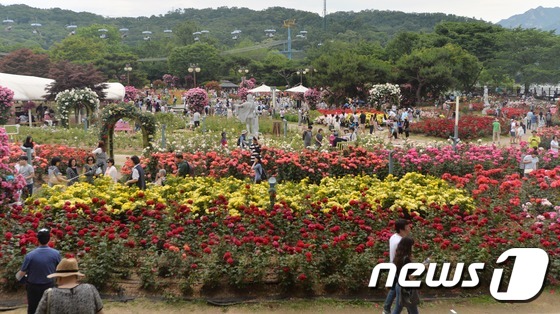 首爾大公園舉辦玫瑰節(jié)慶典 顯忠日假期感受玫瑰浪漫情懷【組圖】