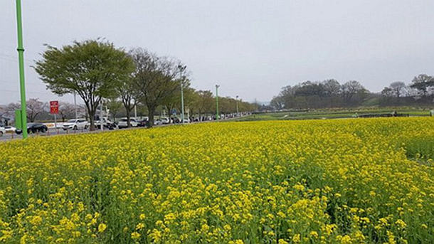 慶州油菜花